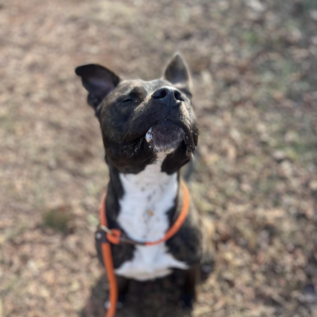 Enlarge Chief, a Adoptable Pit Bull Terrier in York, PA image 6/6