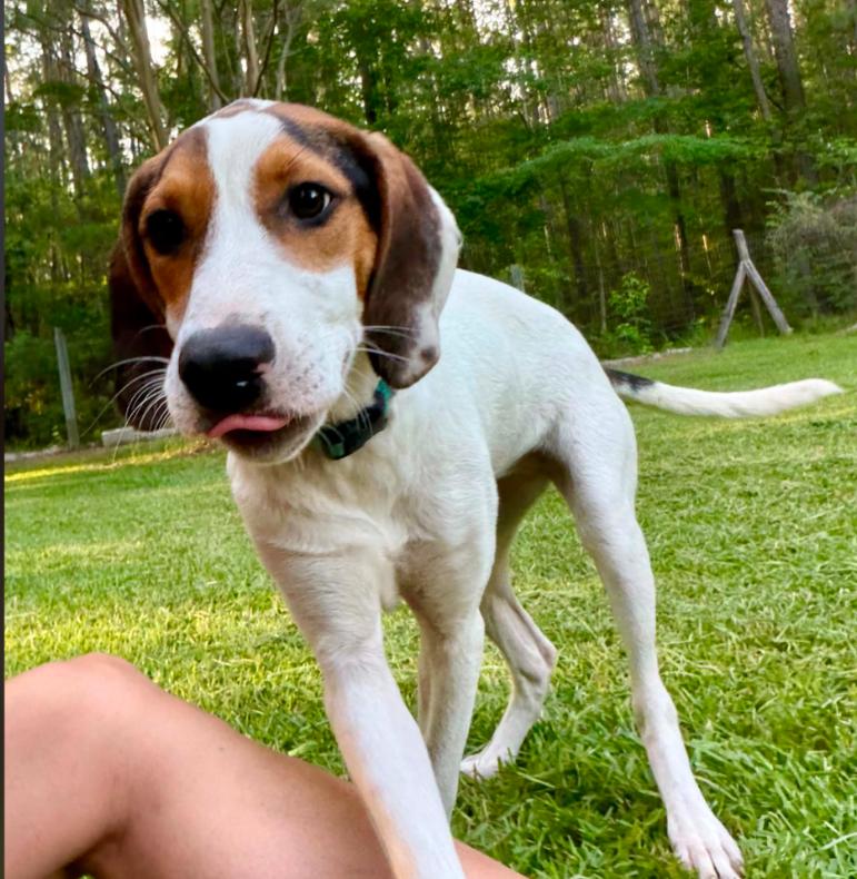 Enlarge Mabel, a ADOPTABLE mixed breed in Eutawville, SC image 4/6