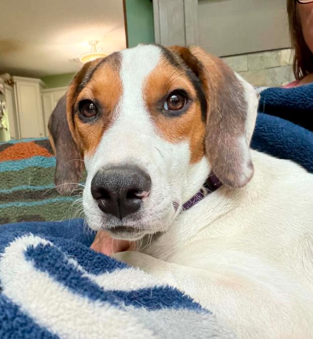 Enlarge Mabel, a ADOPTABLE mixed breed in Eutawville, SC image 2/6