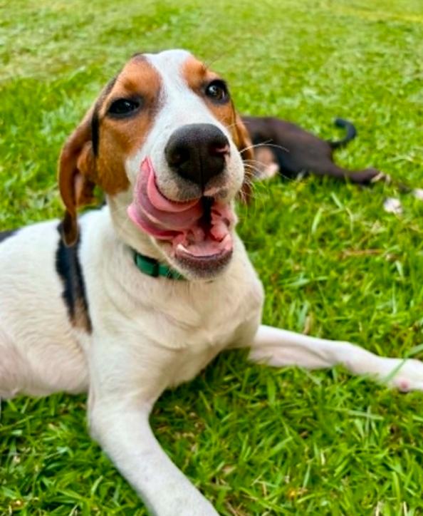 Mabel, ADOPTABLE, Puppy Female Hound.