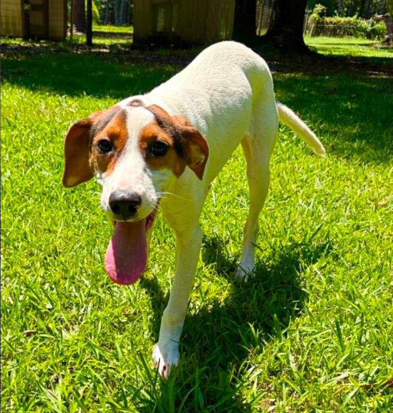 Enlarge Mabel, a ADOPTABLE mixed breed in Eutawville, SC image 5/6
