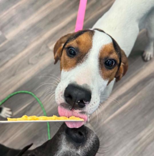 Enlarge Mabel, a ADOPTABLE mixed breed in Eutawville, SC image 6/6