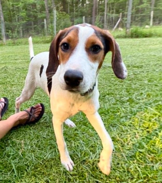 Enlarge Mabel, a ADOPTABLE mixed breed in Eutawville, SC image 3/6