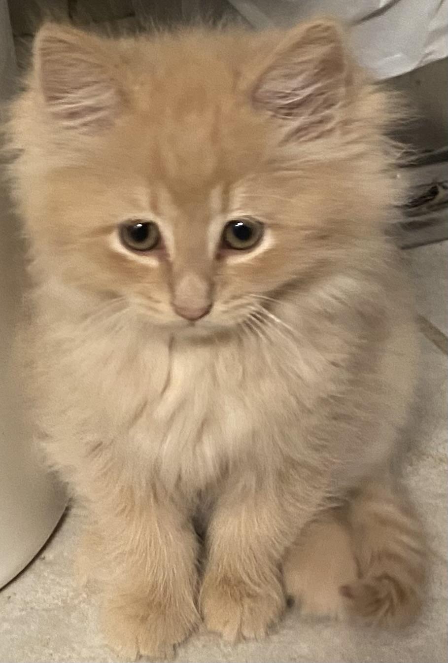 Percy, Adopted, Young Male Domestic Long Hair.