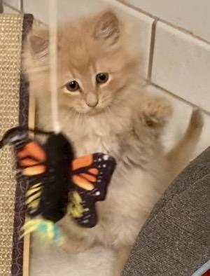 Enlarge Percy, a Adopted mixed breed in Davidson, NC image 2/3