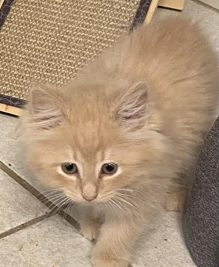 Enlarge Percy, a Adopted mixed breed in Davidson, NC image 3/3