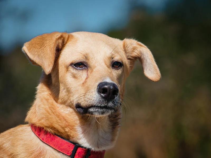 Enlarge Torres, a Adoptable mixed breed in Pointe-Fortune, QC image 1/4