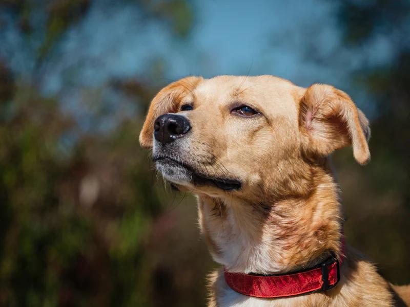 Enlarge Torres, a Adoptable mixed breed in Pointe-Fortune, QC image 2/4