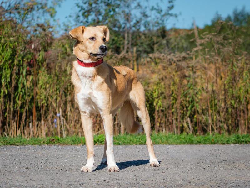 Enlarge Torres, a Adoptable mixed breed in Pointe-Fortune, QC image 3/4