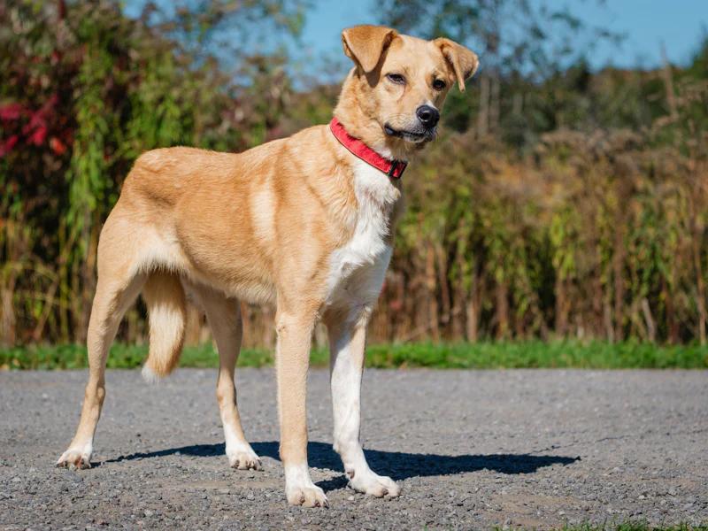 Enlarge Torres, a Adoptable mixed breed in Pointe-Fortune, QC image 4/4