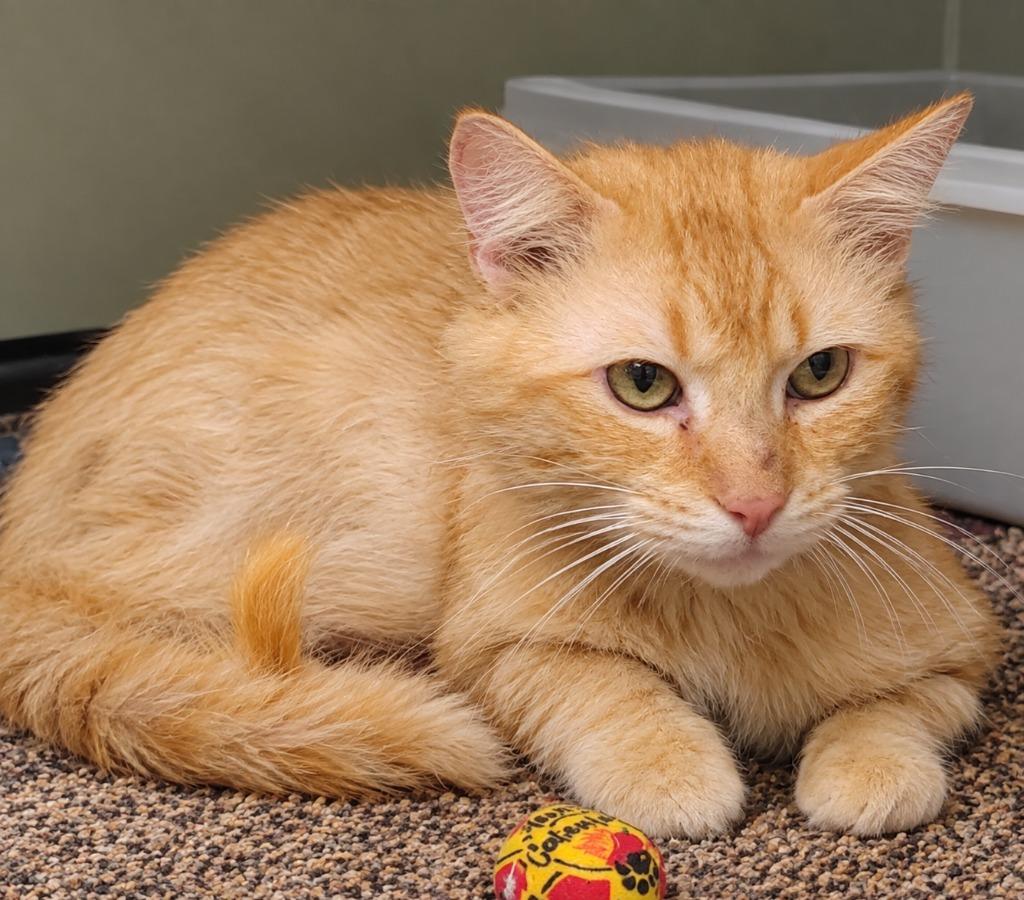 Spike, Adoptable, Adult Male Domestic Short Hair.
