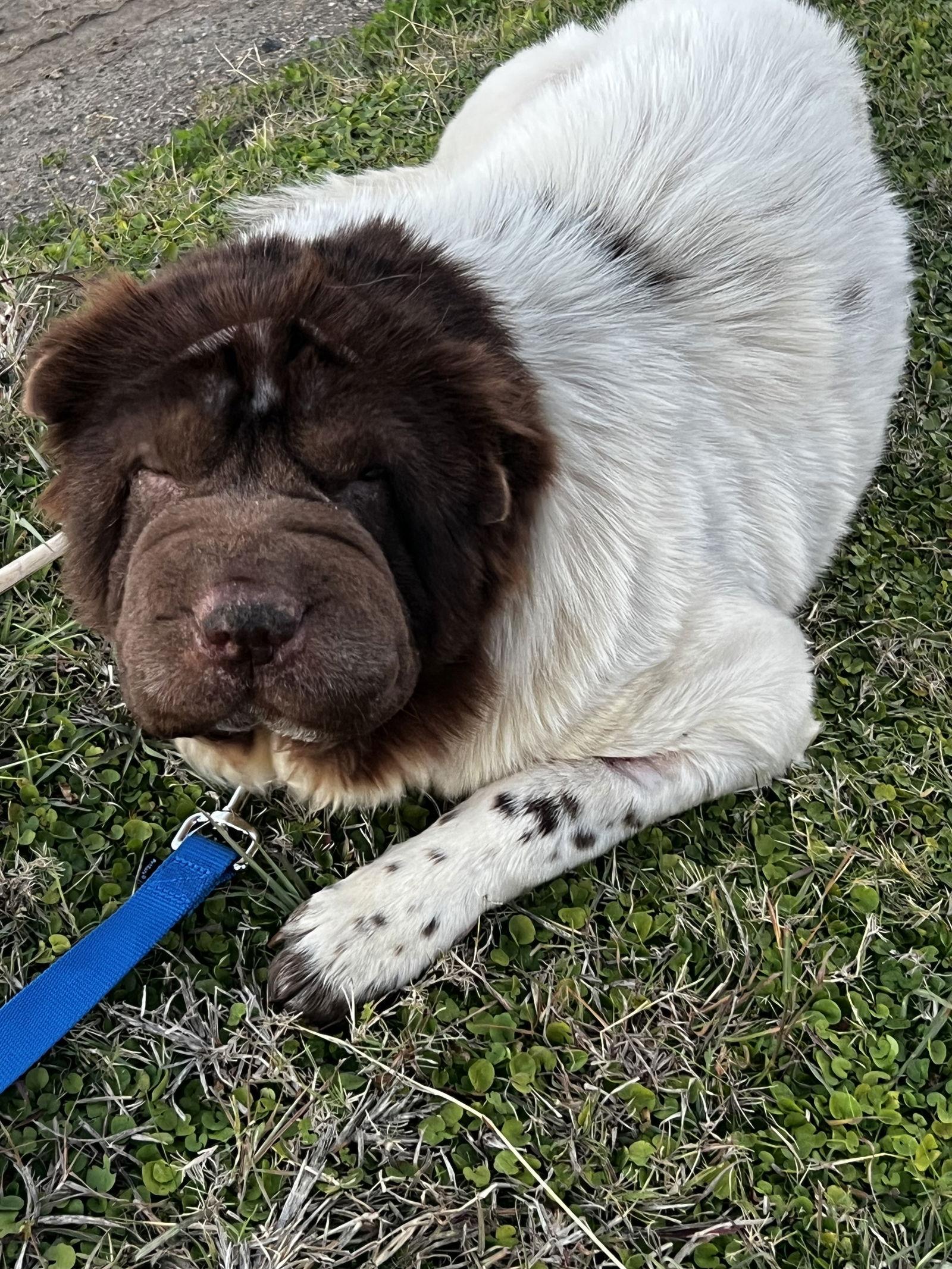 Enlarge Lucy, a Adoptable Shar-Pei in San Antonio , TX image 1/3