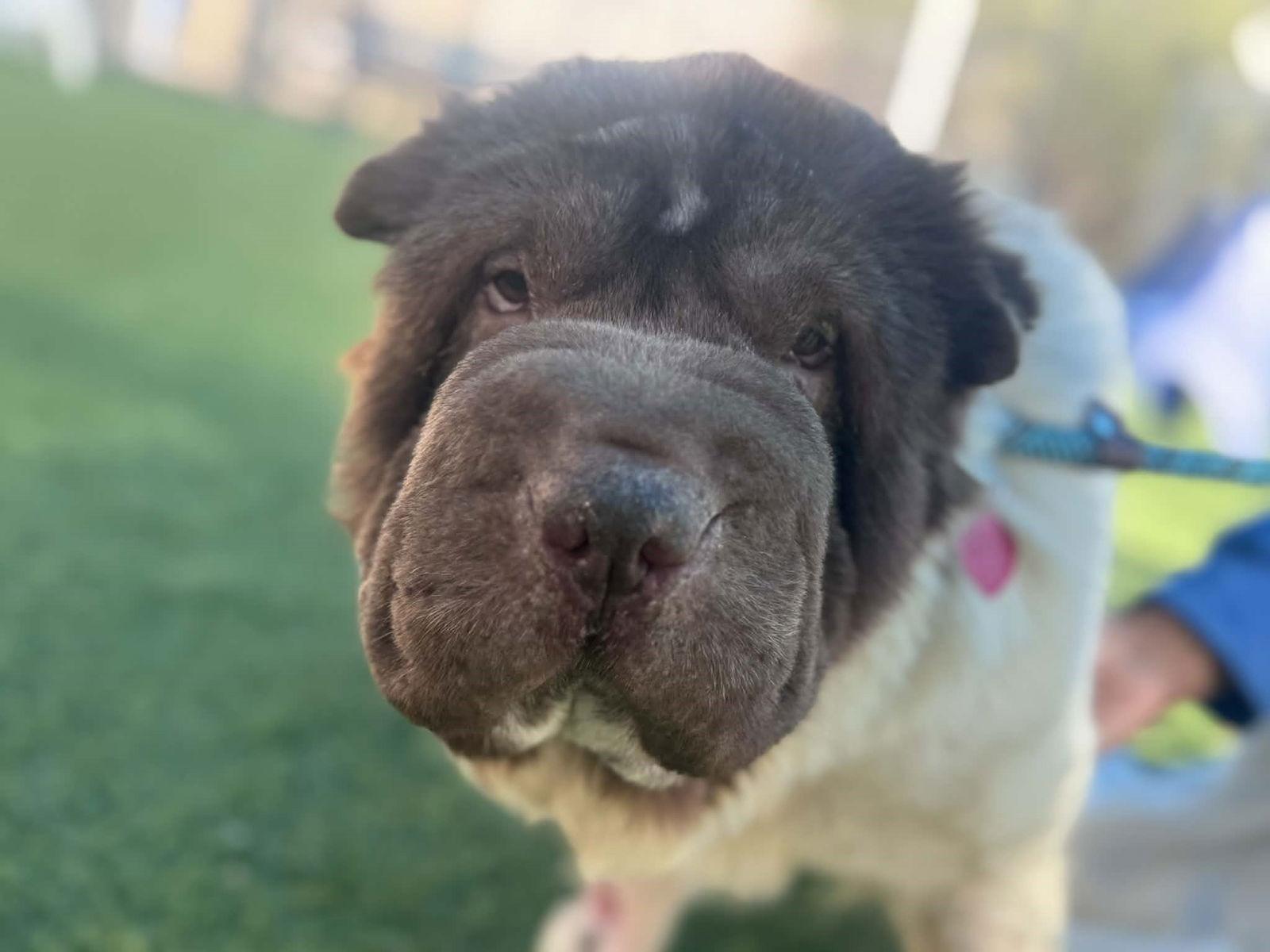 Enlarge Lucy, a Adoptable Shar-Pei in San Antonio , TX image 2/3