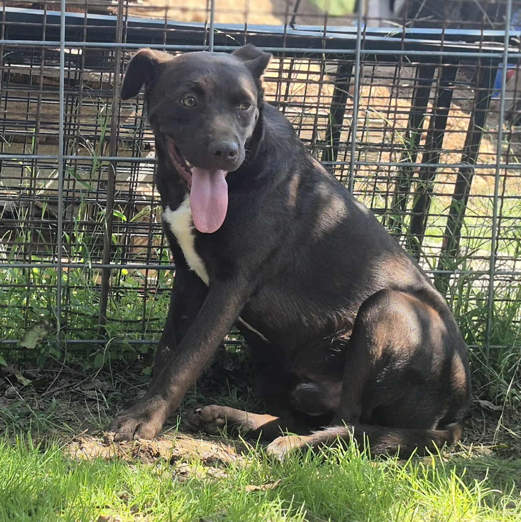 Oakley, Adoptable, Young Male Retriever & Shepherd.