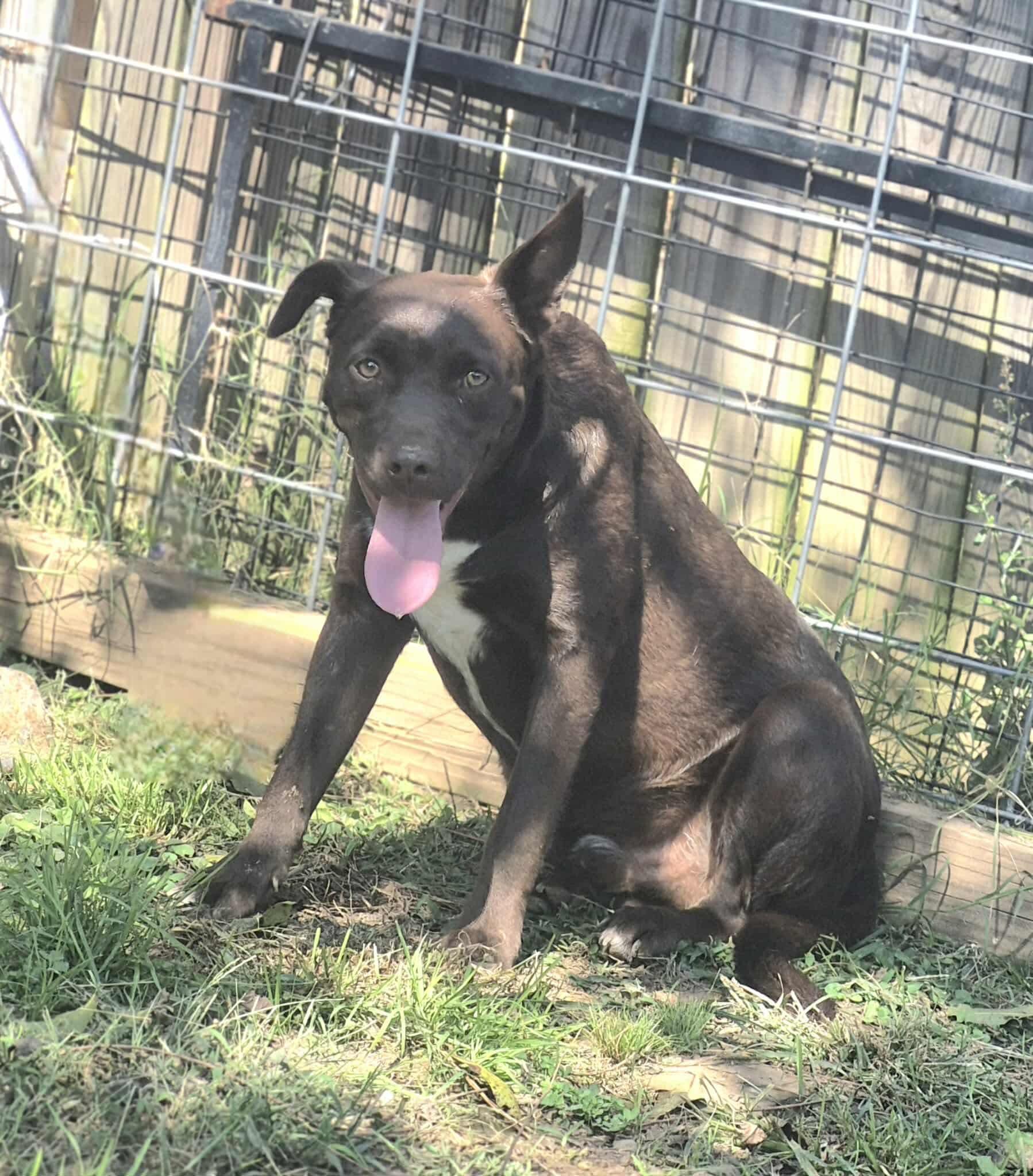 Oakley, a Adoptable mixed breed in Dover, AR image 1/4