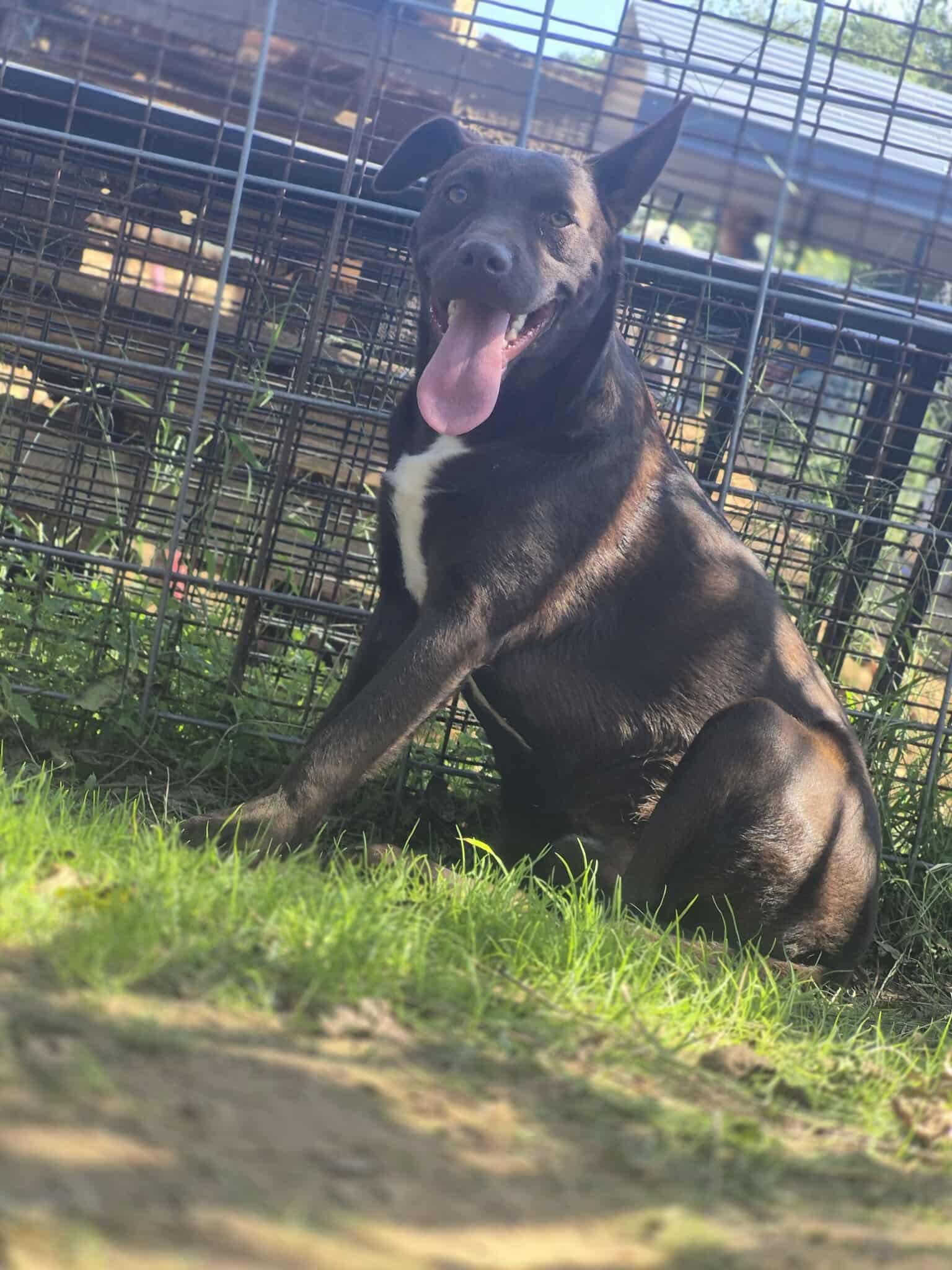 Oakley, a Adoptable mixed breed in Dover, AR image 3/4