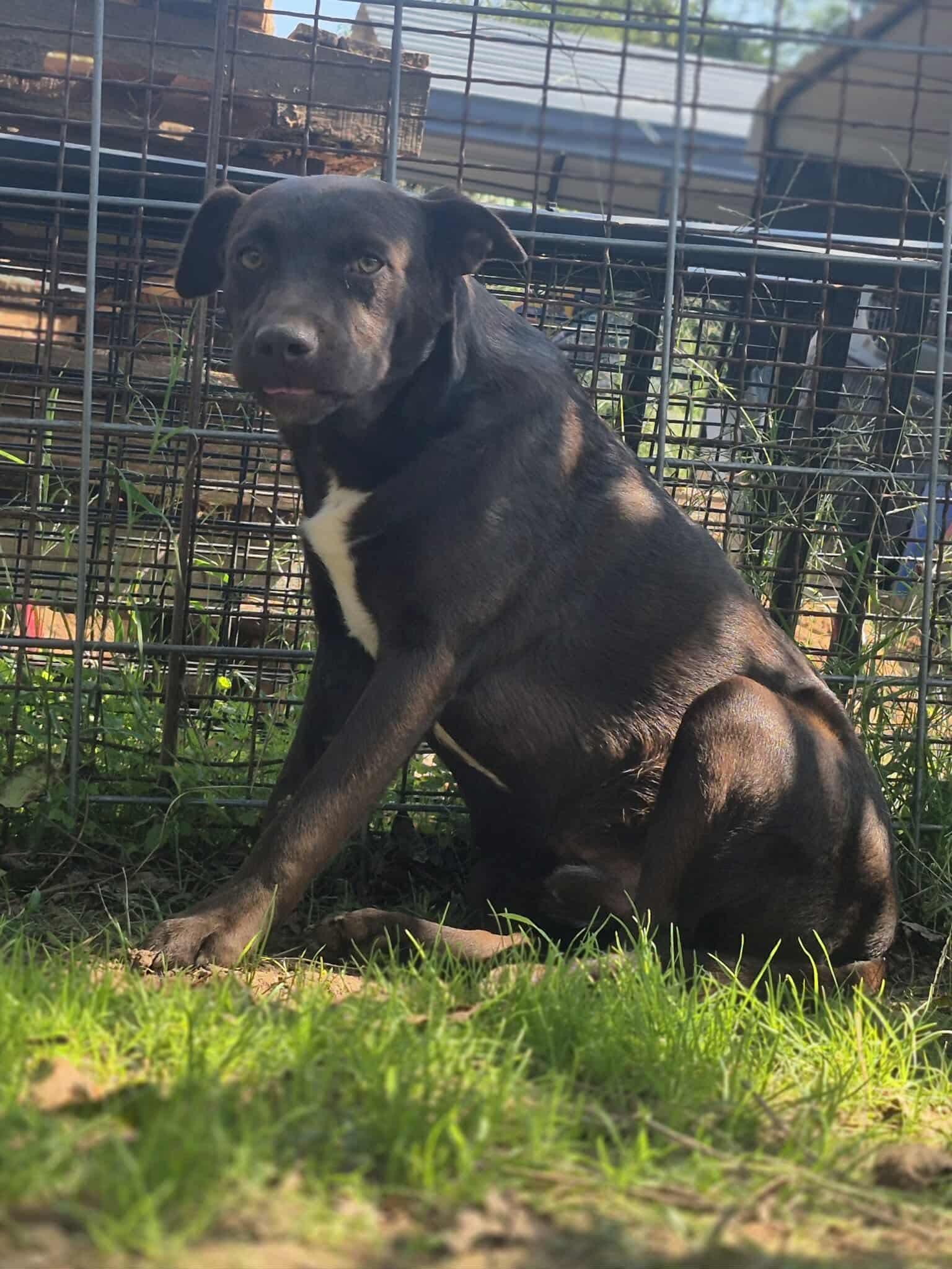 Oakley, a Adoptable mixed breed in Dover, AR image 4/4