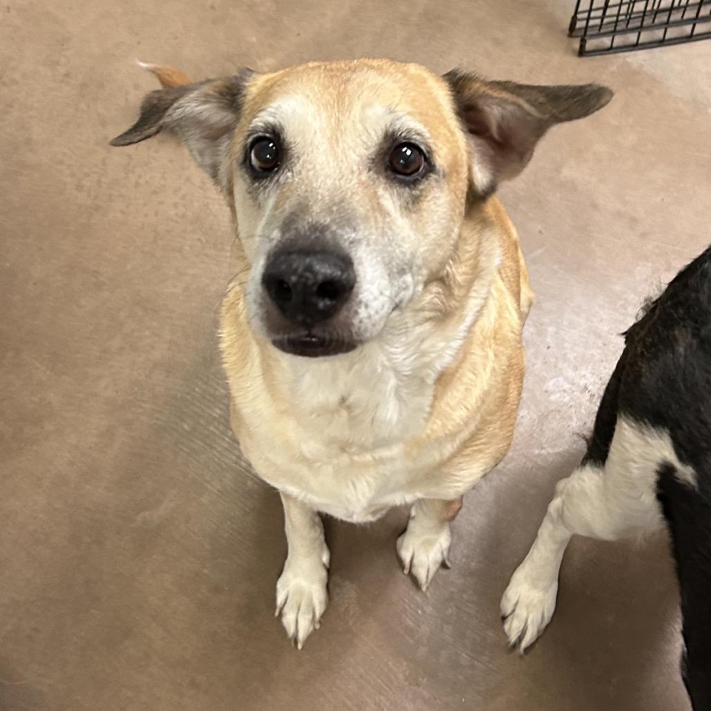 Enlarge Leia w/ Rey- In Foster!, a Adoptable Mixed Breed in Flagstaff, AZ image 1/5