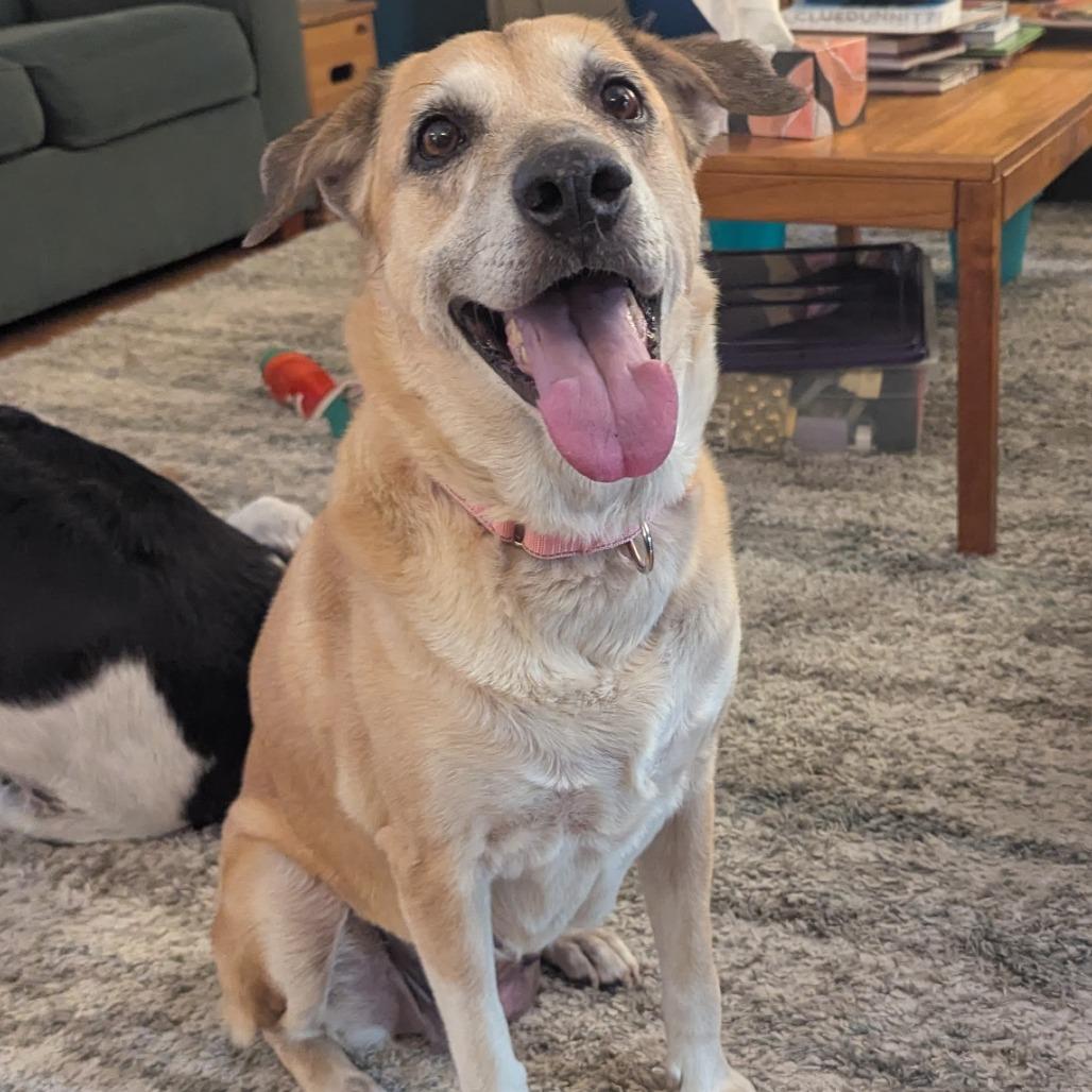 Enlarge Leia w/ Rey- In Foster!, a Adoptable Mixed Breed in Flagstaff, AZ image 2/5