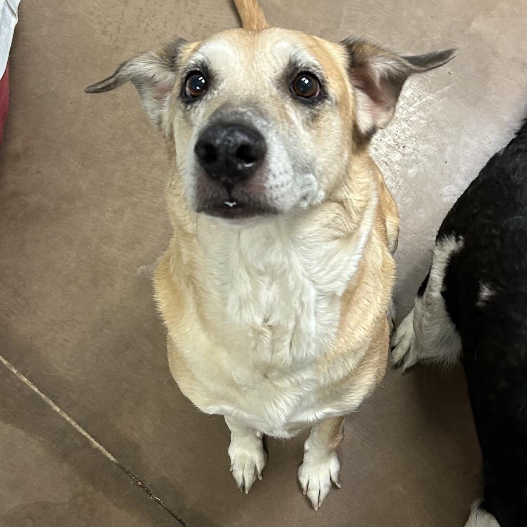 Enlarge Leia w/ Rey- In Foster!, a Adoptable Mixed Breed in Flagstaff, AZ image 3/5