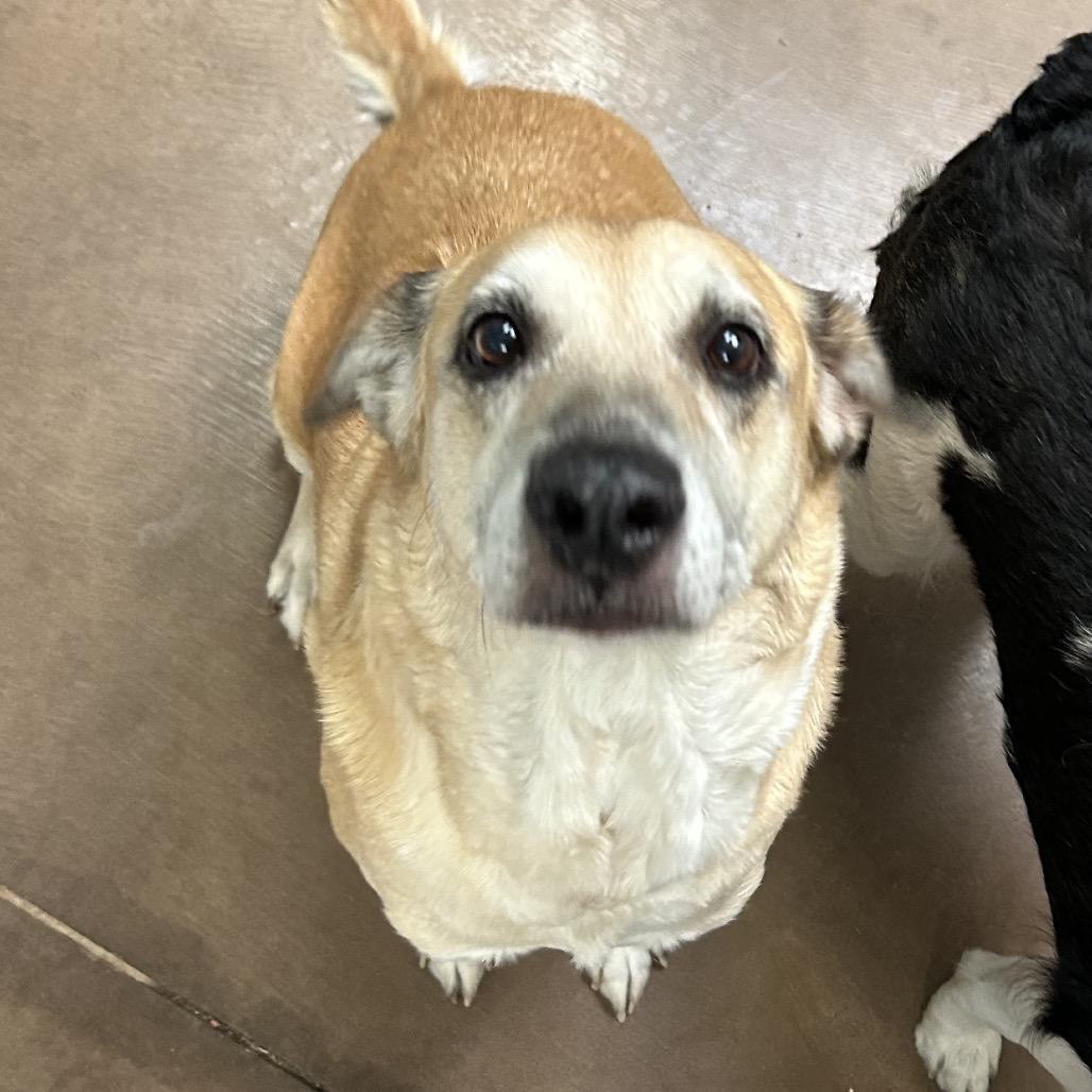 Enlarge Leia w/ Rey- In Foster!, a Adoptable Mixed Breed in Flagstaff, AZ image 4/5
