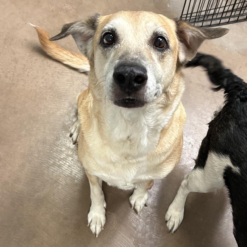 Enlarge Leia w/ Rey- In Foster!, a Adoptable Mixed Breed in Flagstaff, AZ image 5/5