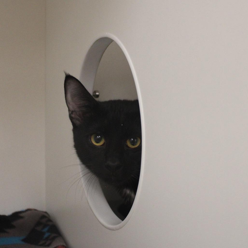 Enlarge Batman, a Adopted Domestic Short Hair in Champaign, IL image 1/4