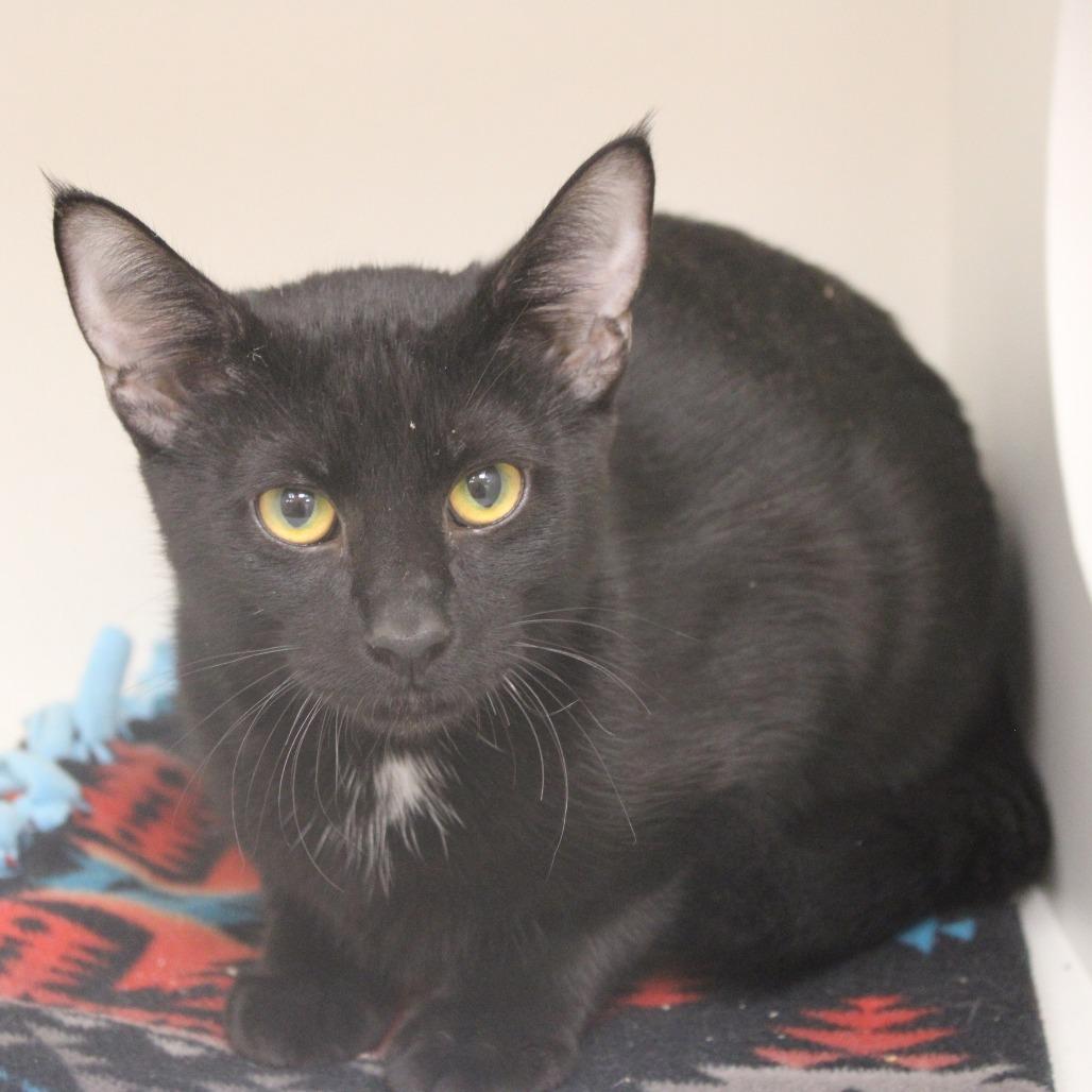 Enlarge Batman, a Adopted Domestic Short Hair in Champaign, IL image 2/4