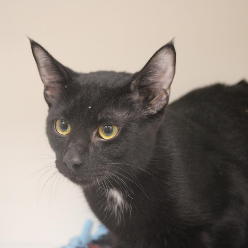 Enlarge Batman, a Adopted Domestic Short Hair in Champaign, IL image 3/4