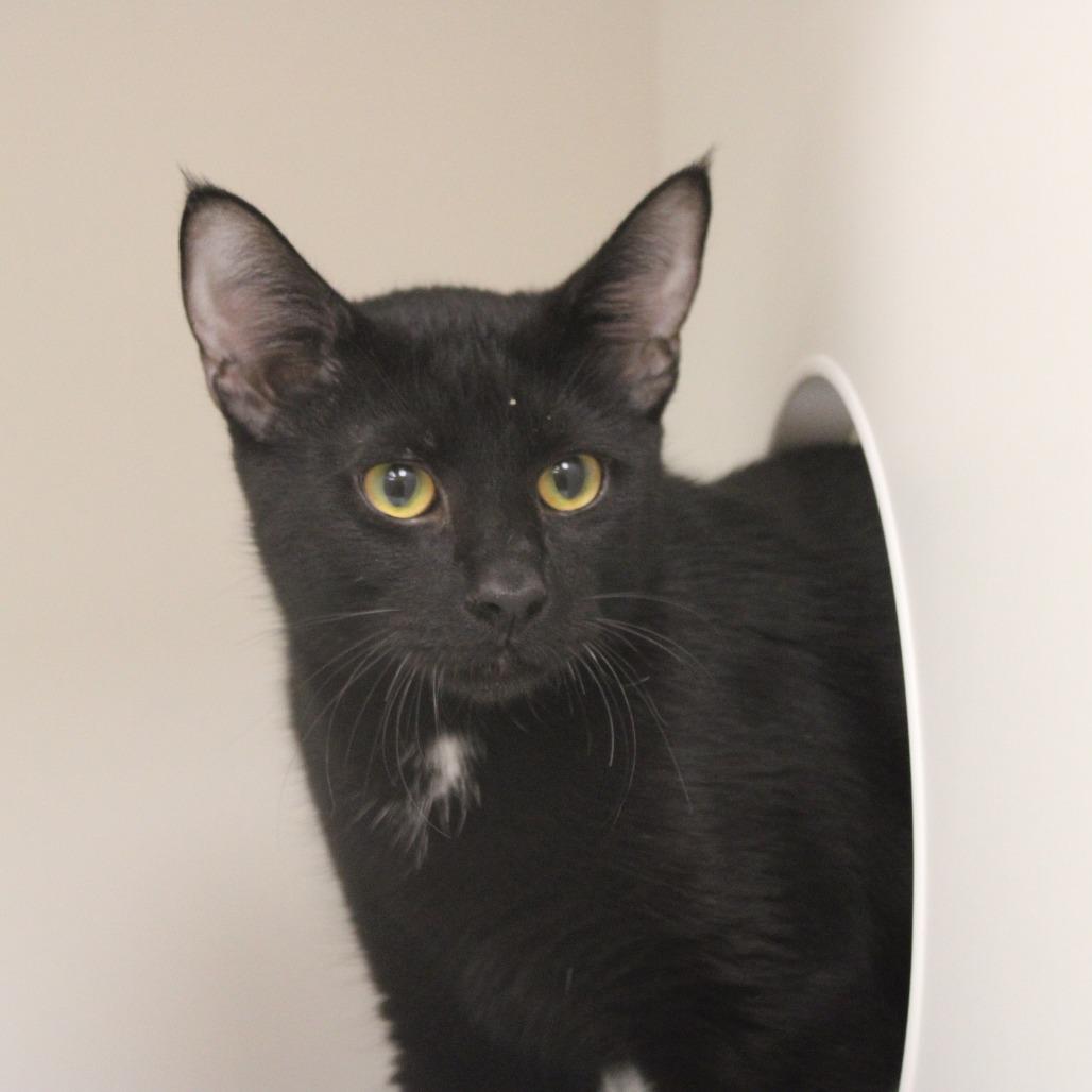 Enlarge Batman, a Adopted Domestic Short Hair in Champaign, IL image 4/4