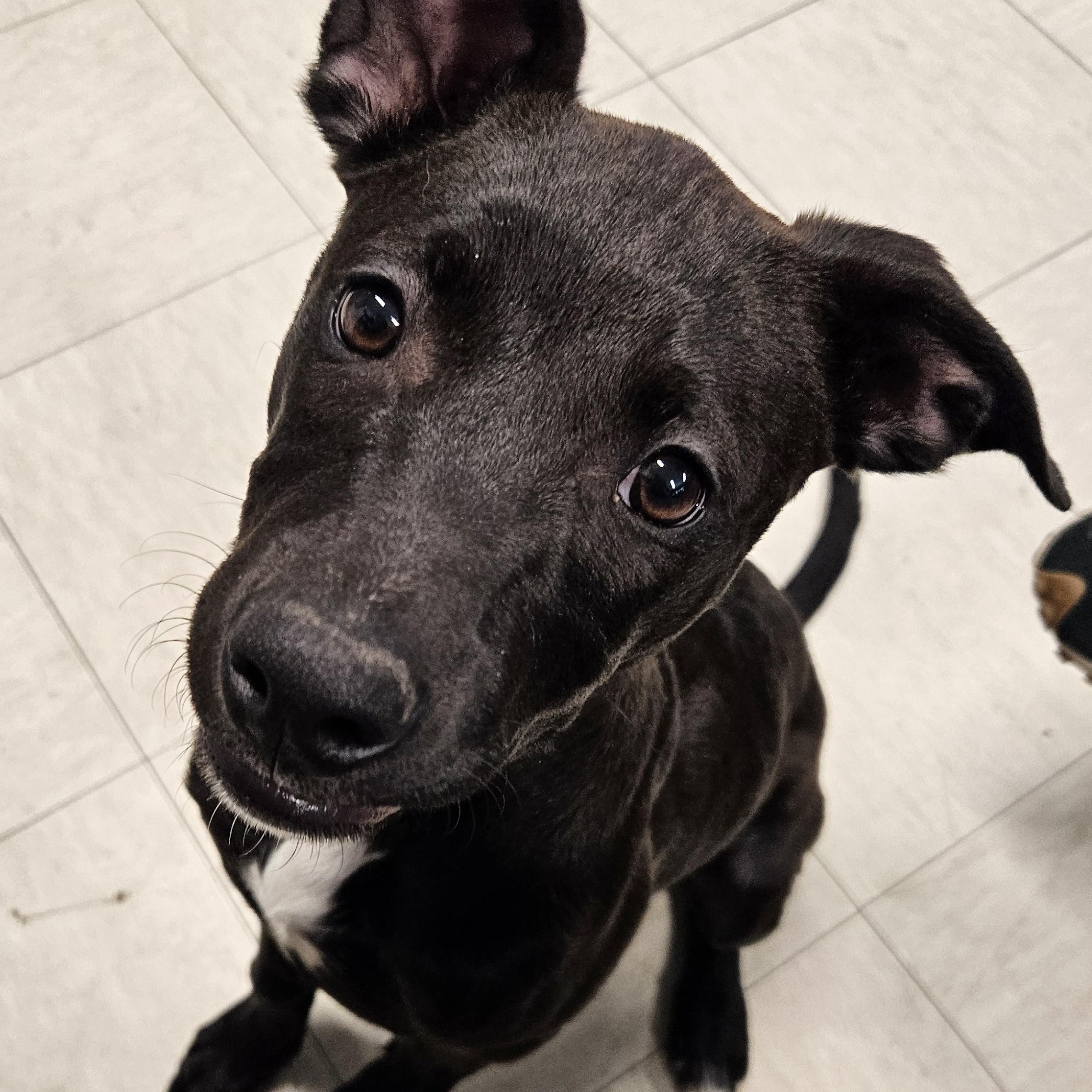 Maisie, adopted, Young Female Pit Bull Terrier.