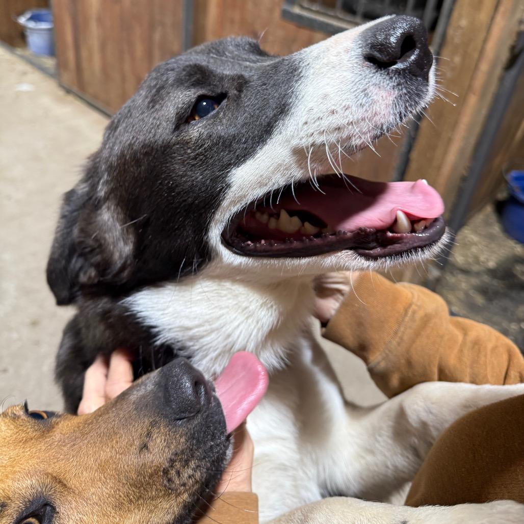 Lacey, Adoptable, Adult Female Border Collie.