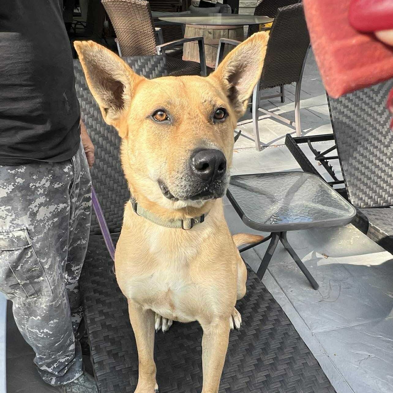 Enlarge Remi, a Adoptable mixed breed in Cedar Rapids, IA image 1/6