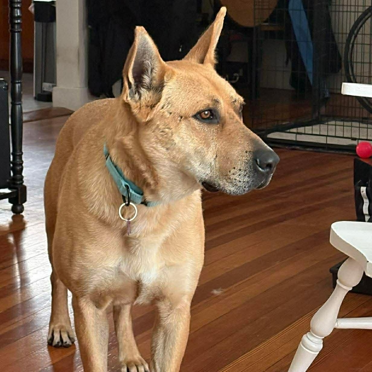 Enlarge Remi, a Adoptable mixed breed in Cedar Rapids, IA image 2/6