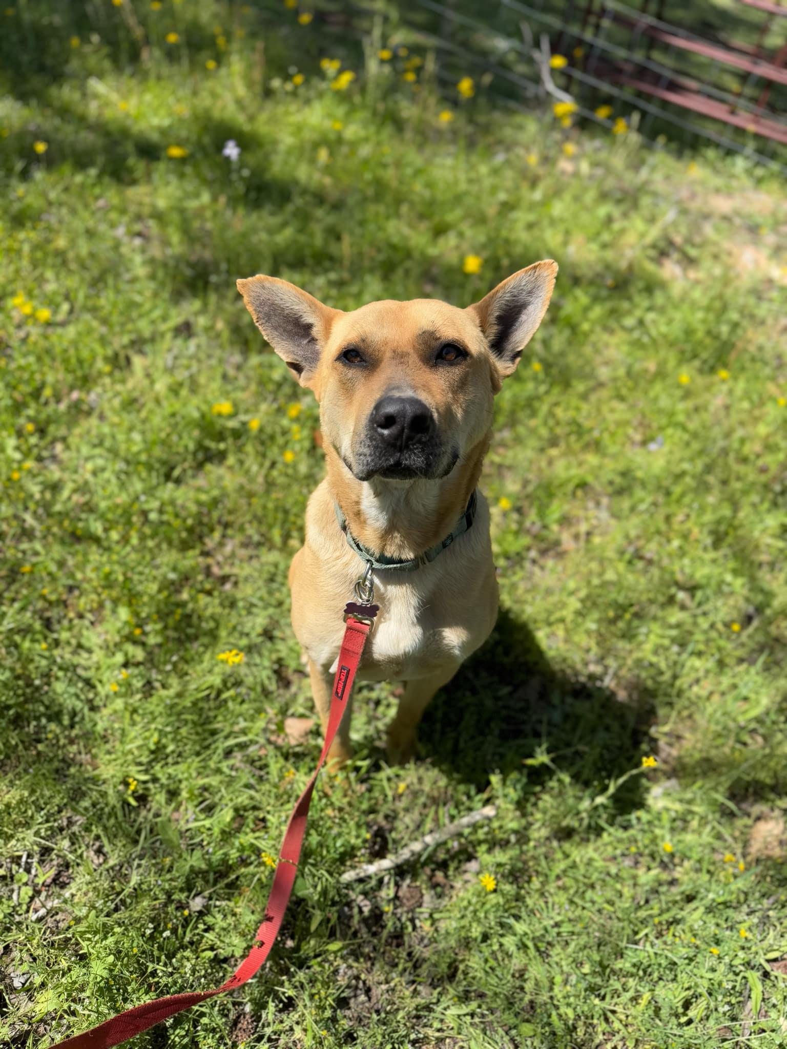 Remi, a Adoptable mixed breed in Cedar Rapids, IA image 5/6