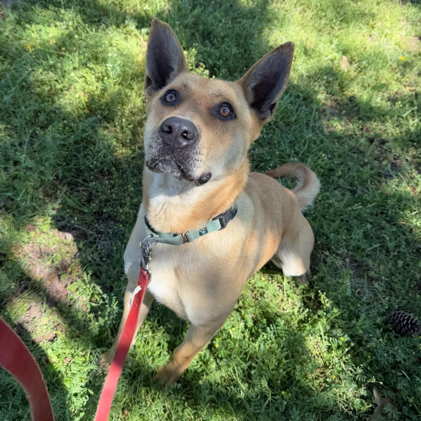 Remi, a Adoptable mixed breed in Cedar Rapids, IA image 4/6
