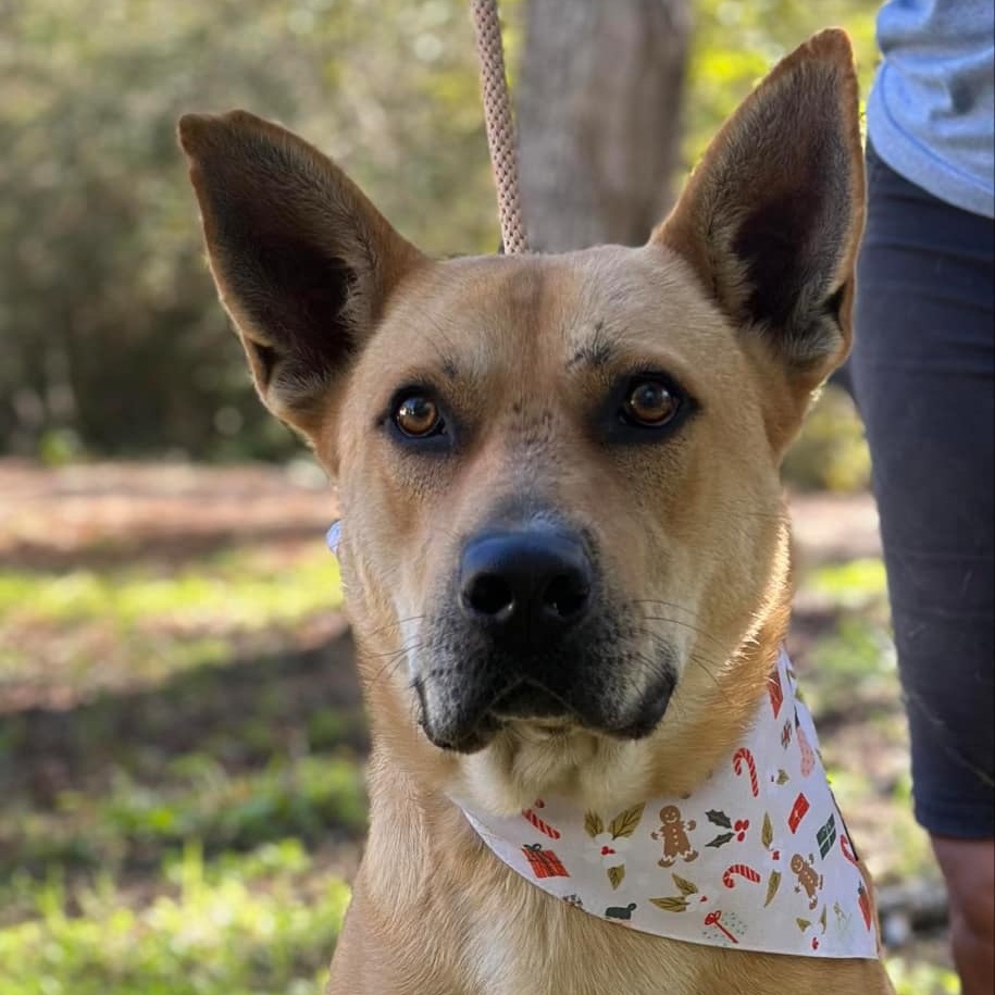 Remi, a Adoptable mixed breed in Cedar Rapids, IA image 6/6