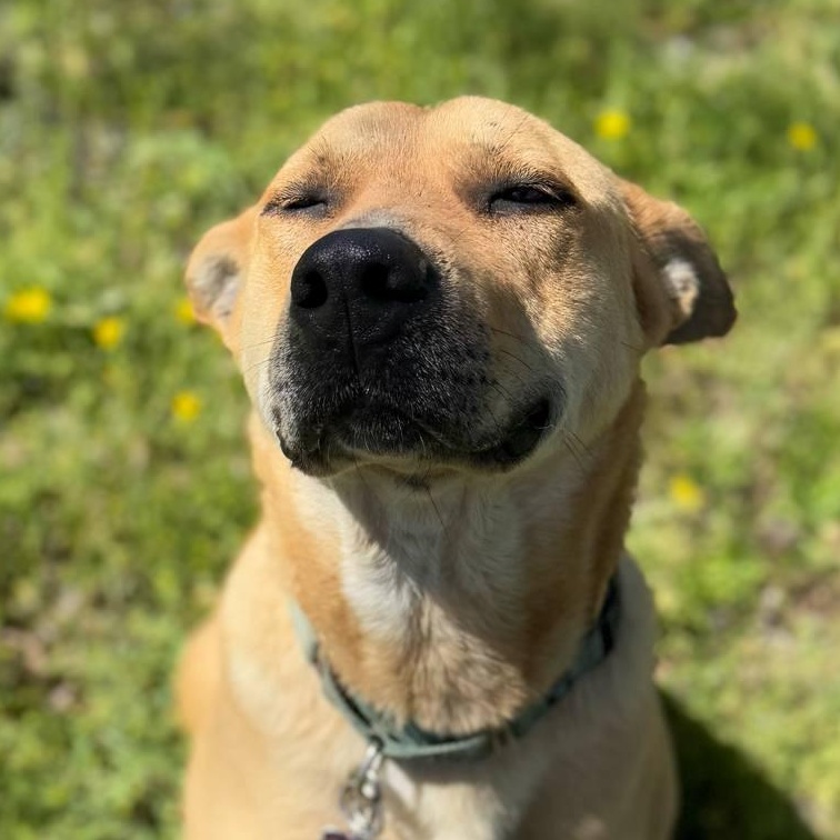 Remi, a Adoptable mixed breed in Cedar Rapids, IA image 2/6