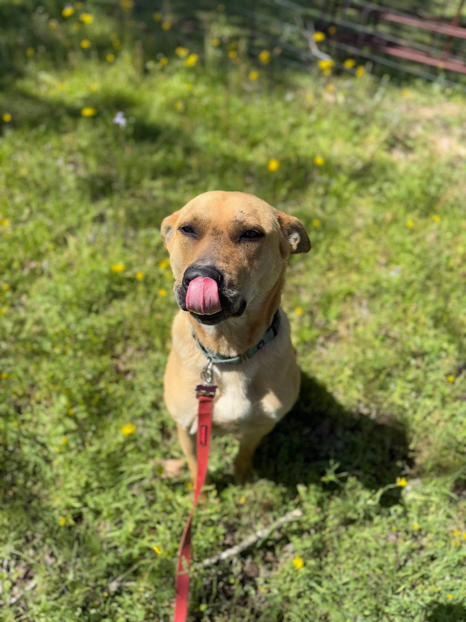 Remi, a Adoptable mixed breed in Cedar Rapids, IA image 3/6