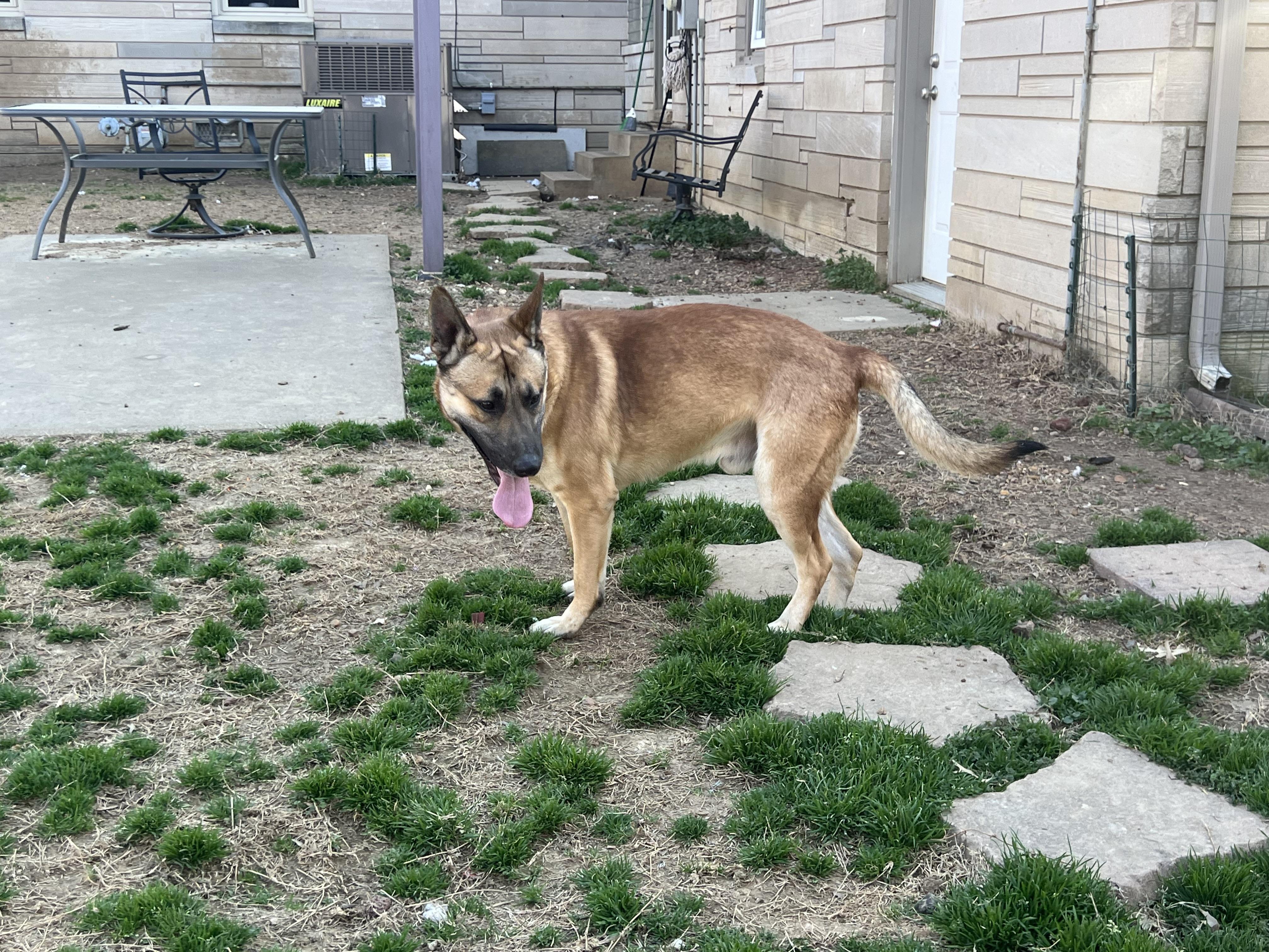 George, a Adoptable German Shepherd Dog in Murray, KY image 4/6