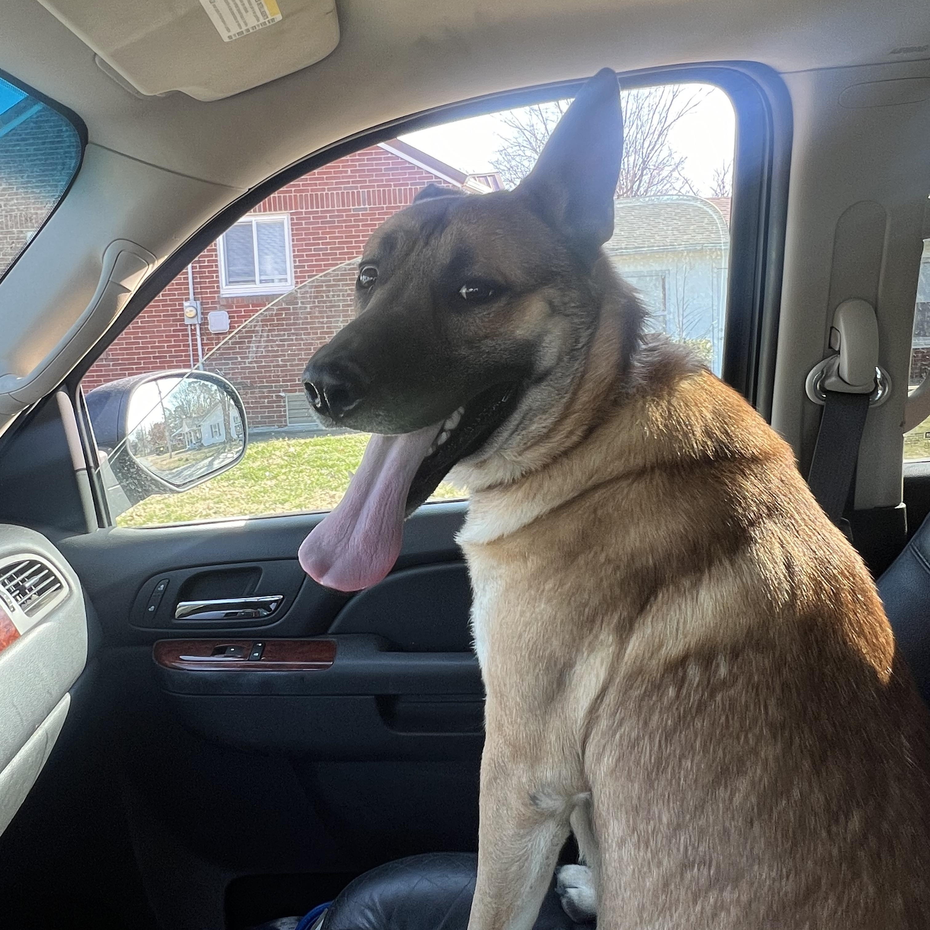 George, a Adoptable German Shepherd Dog in Murray, KY image 3/6