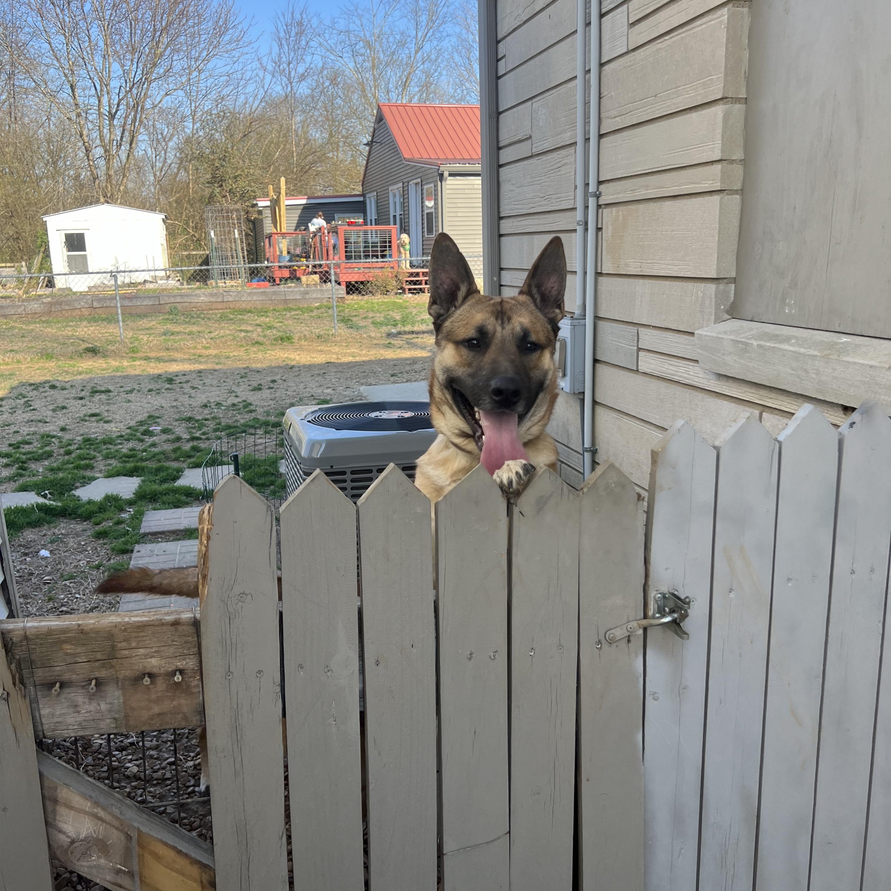 George, Adoptable, Adult Male German Shepherd Dog.