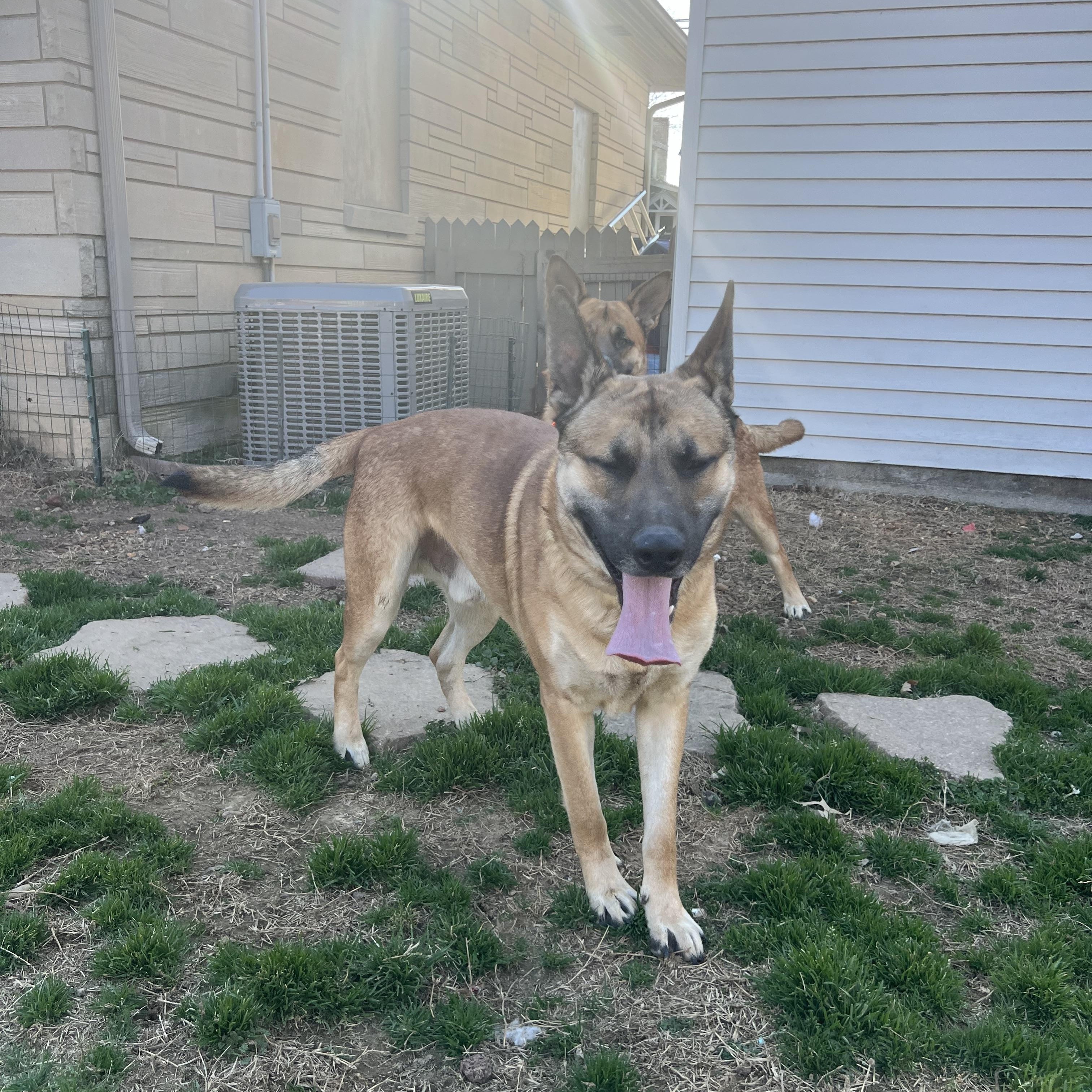 George, adoptable, Adult Male German Shepherd Dog.
