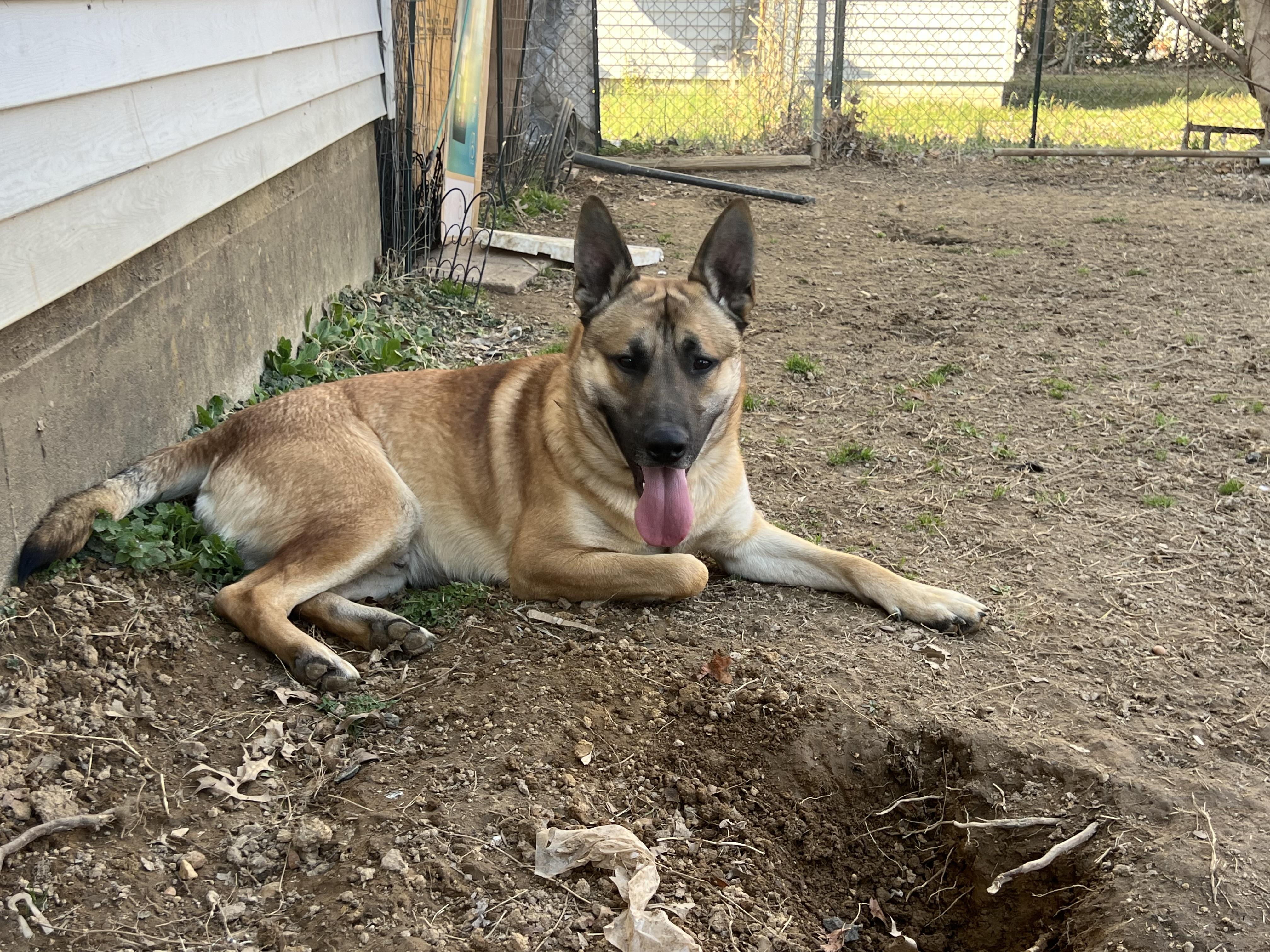 George, adoptable, Adult Male German Shepherd Dog.