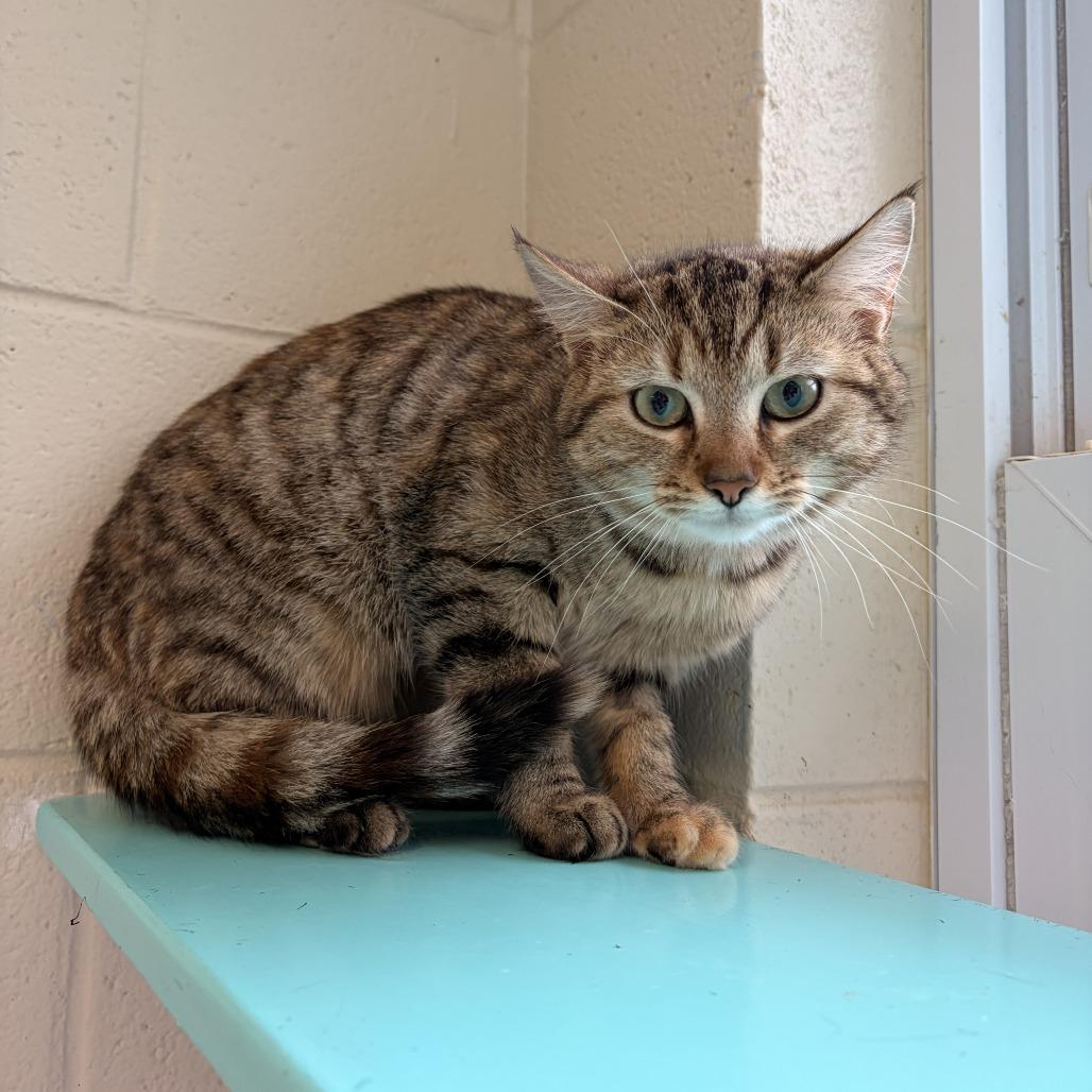 Brie, Adoptable, Adult Female Domestic Short Hair.