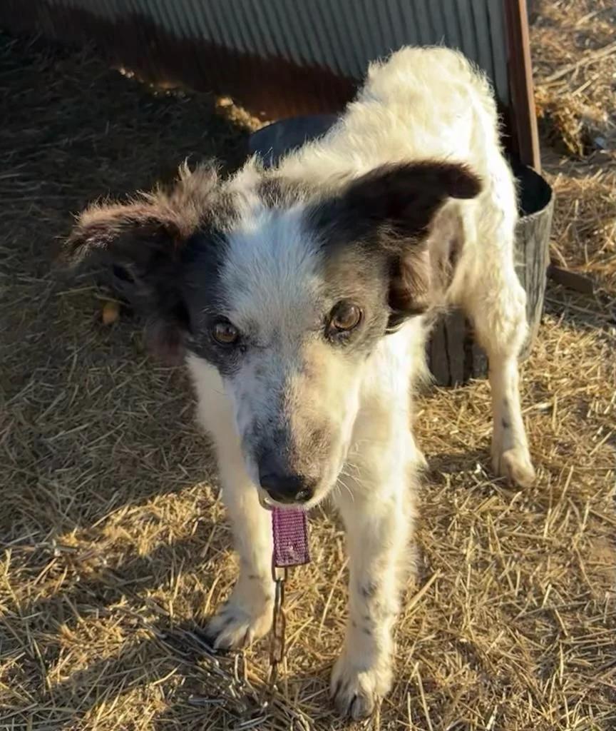 Jane - adopted, adopted, Adult Female Border Collie.