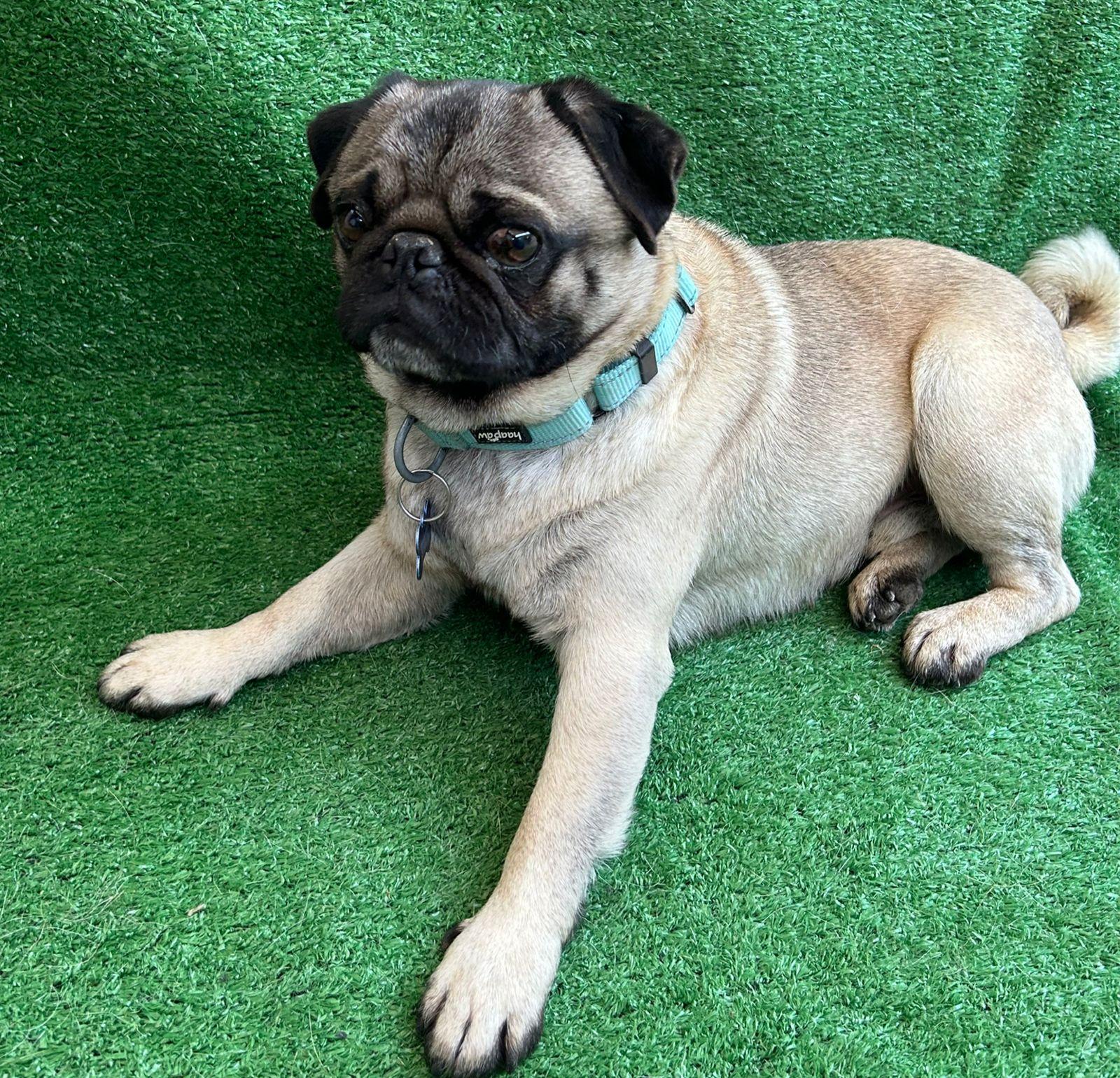 Nacho, an adopted Pug in San Ysidro, CA image 3/3