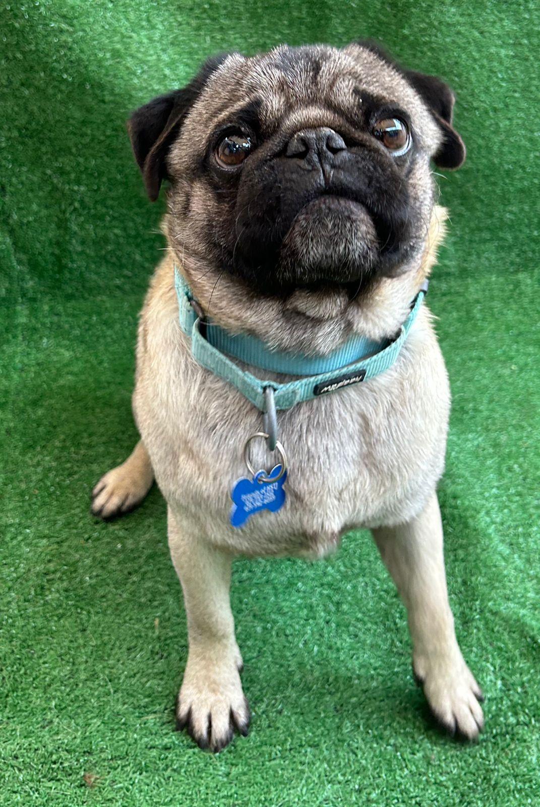 Nacho, an adopted Pug in San Ysidro, CA image 1/3