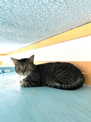 Enlarge Perch, a Adoptable mixed breed in Houston, TX image 1/2