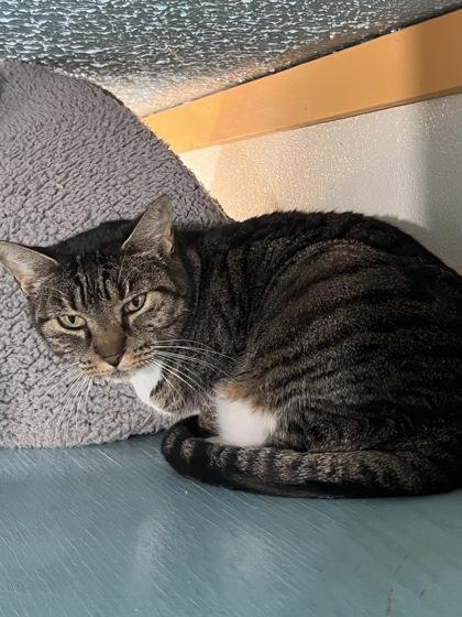 Enlarge Perch, a Adoptable mixed breed in Houston, TX image 2/2